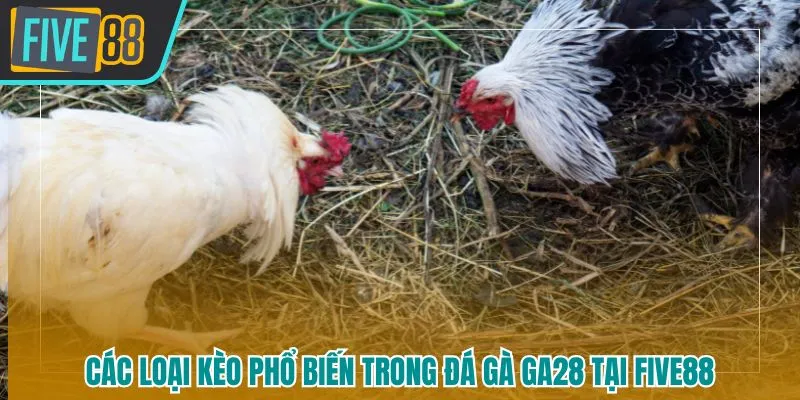 Đá Gà GA28 Five88 - Sân Chơi Giải Trí Trực Tuyến Hấp Dẫn Hàng Đầu 2026 - betmaven88