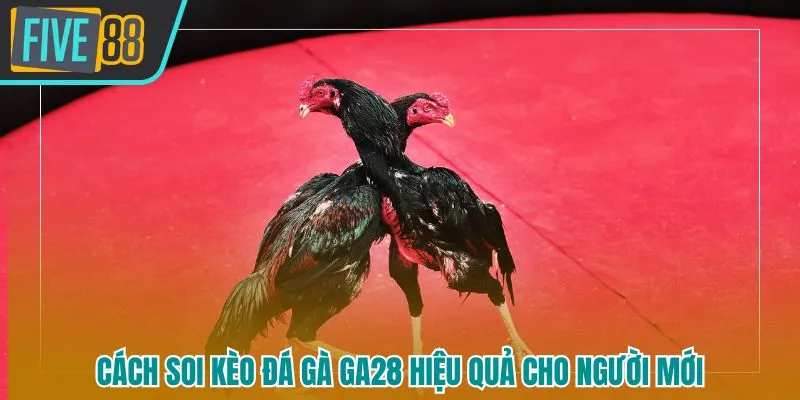 Đá Gà GA28 Five88 - Sân Chơi Giải Trí Trực Tuyến Hấp Dẫn Hàng Đầu 2026 - betmaven88
