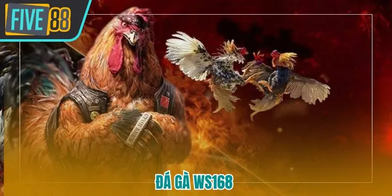 Đá gà WS168 Five88 - Sàn Thi Đấu Chiến Kê Uy Tín, Kịch Tính Hàng Đầu - betmaven88