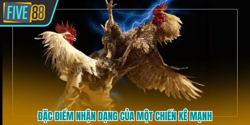 Đá gà WS168 Five88 - Sàn Thi Đấu Chiến Kê Uy Tín, Kịch Tính Hàng Đầu - betmaven88