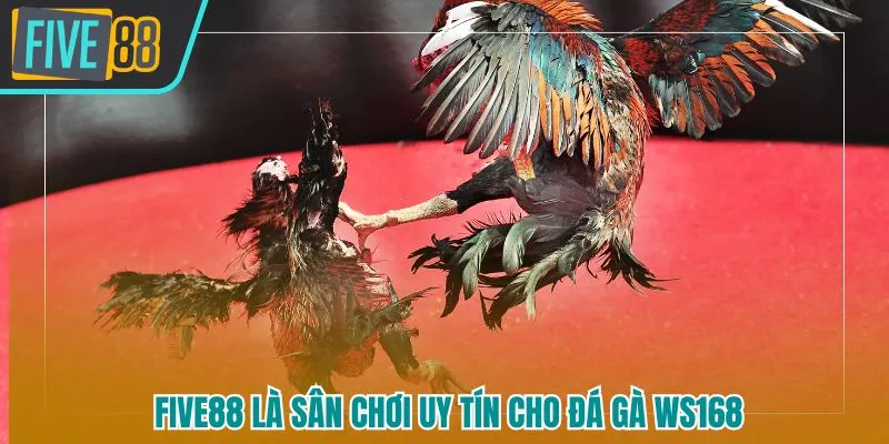 Đá gà WS168 Five88 - Sàn Thi Đấu Chiến Kê Uy Tín, Kịch Tính Hàng Đầu - betmaven88
